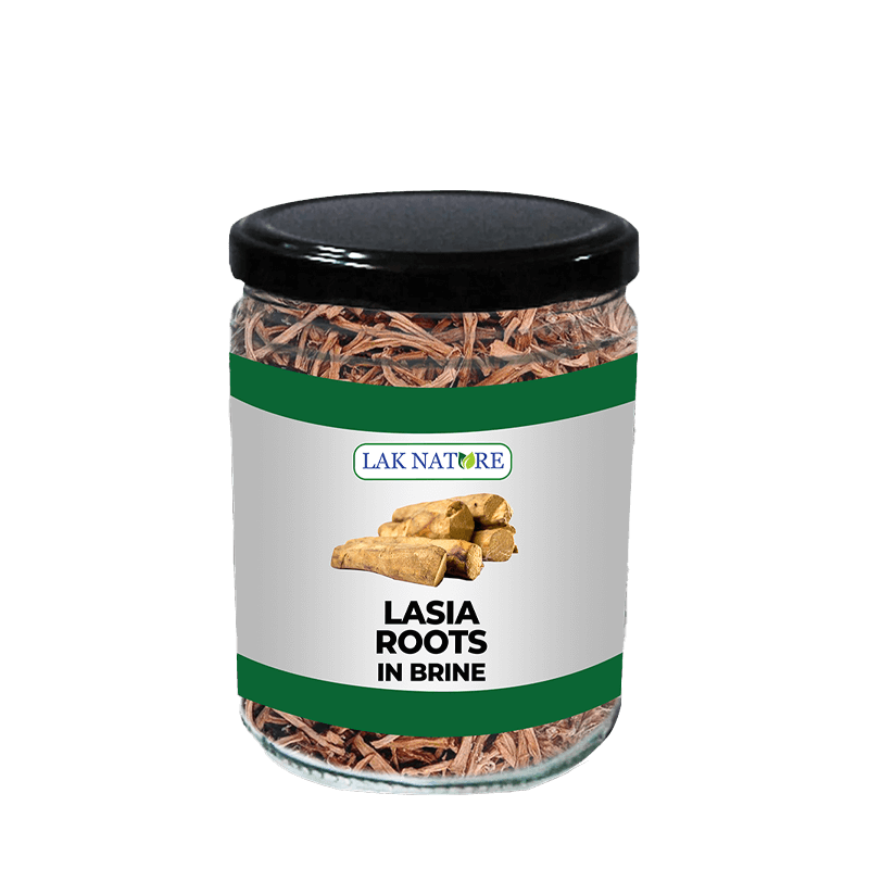 Lasia Roots In Barine